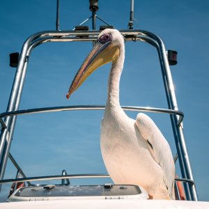 Dolphin & Seal Cruises