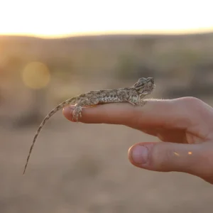 Living Desert Tour
